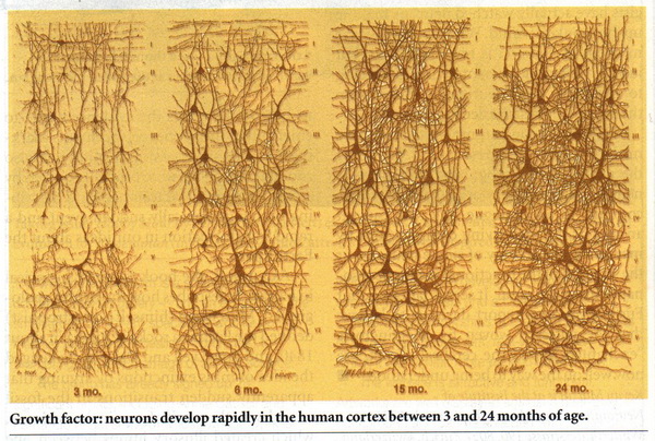 생후 3개월에서 24개월까지 뇌신경세포의 성장모습